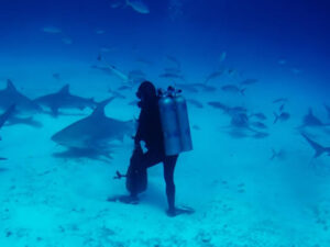Mergulho com Tubarões Touro (Reserva)