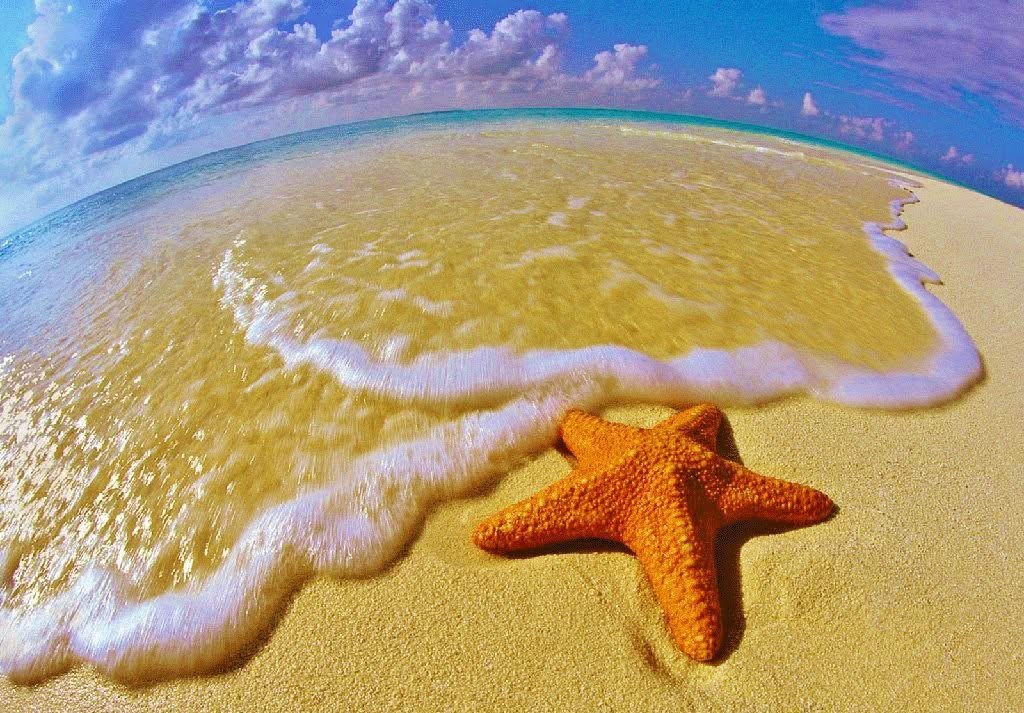 estrella de mar en la playa