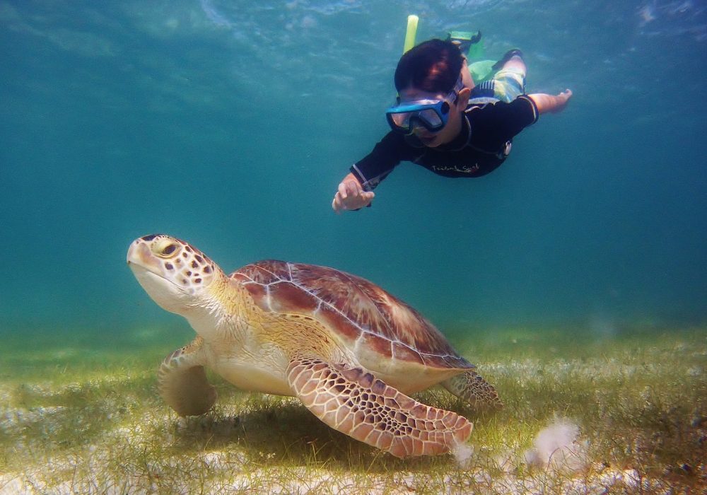 Menino a fazer snorkeling ao lado de uma tartaruga marinha na baía durante excursão em Akumal, Riviera Maya, México