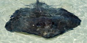 3380775439_956fb4d188_z