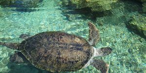 4c081b493b736936cab408f2c14bf964