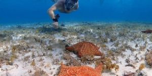 Homem a aproximar-se de estrelas-do-mar em águas rasas e cristalinas do Caribe.