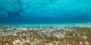 Cozumel-starfish