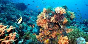 Corais e peixes tropicais nas águas cristalinas de Cozumel, com rica vida marinha do Caribe.