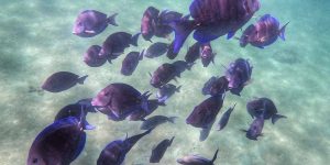 Vida marinha em Akumal com peixes e corais em águas transparentes