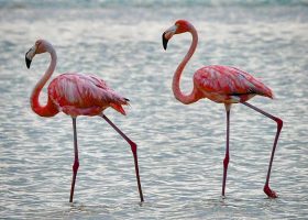 Excursão da Exploratours à ilha de Holbox com praias de areia branca, mar turquesa e flamingos