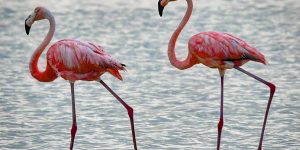 Excursão da Exploratours à ilha de Holbox com praias de areia branca, mar turquesa e flamingos