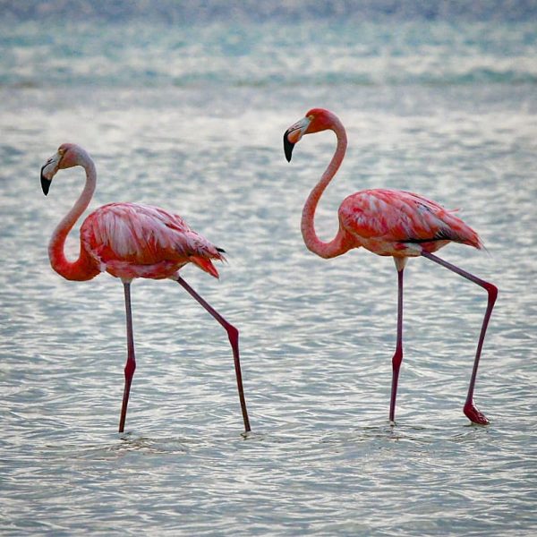 Excursão da Exploratours à ilha de Holbox com praias de areia branca, mar turquesa e flamingos