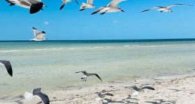 holbox pajaros