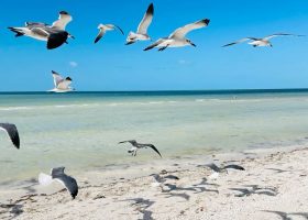Bando de gaivotas na praia de Holbox, sobrevoando a areia e o mar do Caribe.
