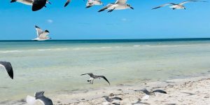 Bando de gaivotas na praia de Holbox, sobrevoando a areia e o mar do Caribe.