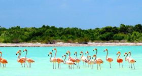 isla-holbox-flamingos