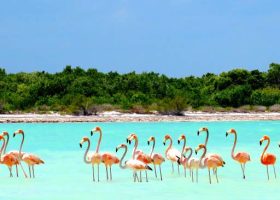 Bando de flamingos no mar de Holbox, em águas rasas com tons rosa e azul do Caribe.