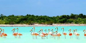 Bando de flamingos no mar de Holbox, em águas rasas com tons rosa e azul do Caribe.