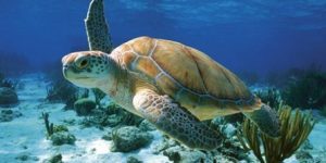 seaturtle