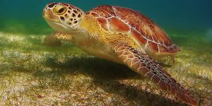 swim-turtles-main