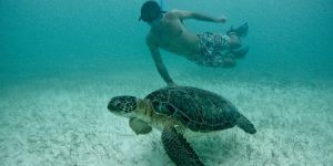 Pessoas a fazer snorkeling em Akumal com guia da Exploratours